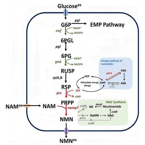 Schematische weergave van fermentatieve en biosynthetische routes naar NMN vanuit glucose en nicotinamide